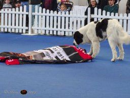 Haustiermesse am 1.03.2026